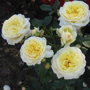 STOCKHOLM (floribunda)